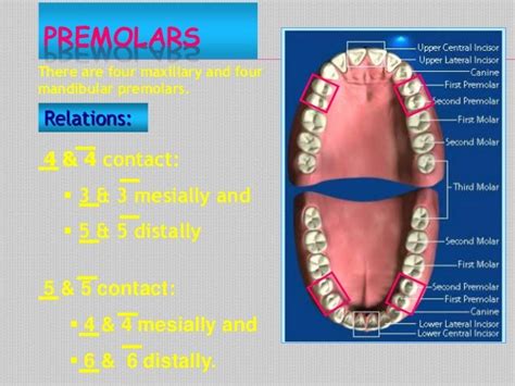 first and second molars|Difference Between Mandibular First Molar and Second Molar.